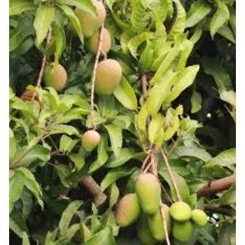 Growth Mango Plants